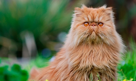 Плоская мордашка и магнетические глаза: персидские коты — любимцы королевских семей