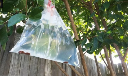 Для чого досвідчені садівники вішають на дерево пакет із водою: хитрий лайфхак для збільшення урожаю