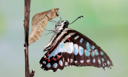 Едят слезы животных и различают цвета: интересные факты о бабочках