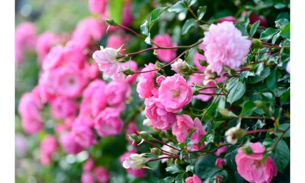 Важная обработка роз: что дать цветам весной, чтобы получить горы пышного цвета
