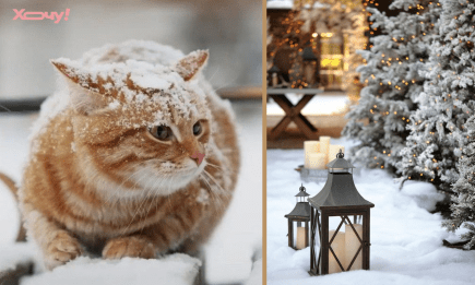 Не пропустіть ці прикмети на грудень — про що розкажуть коти, небо і туман