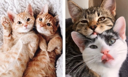 День кота в Европе: самые милые фото кошек и интересные факты об этих животных