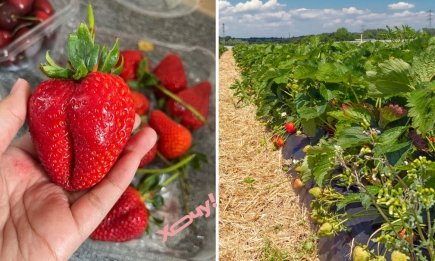 Суперфосфат і сечовина: як правильно "розкачати" врожайність полуниці у 2026 році
