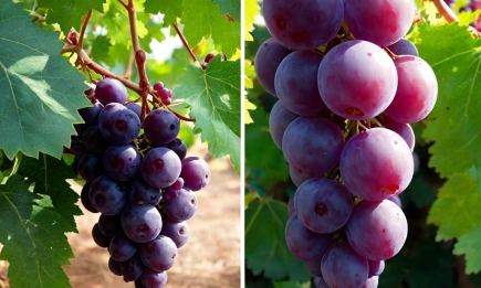 Ризикуєте втратити весь урожай: що не варто садити поряд із виноградом