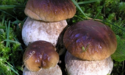 Как не отравиться грибами: правила безопасности
