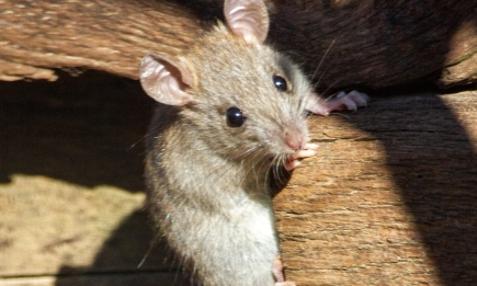 Один сорняк прогонит мышей из амбара и огорода: хитрость умных дачников