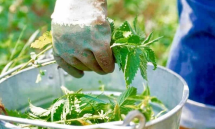 Один сорняк из вашего участка может спасти растения: как приготовить универсальное удобрение