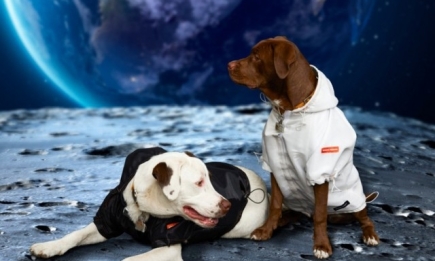 Четвероногим модникам очень повезло: Heron Preston и NASA выпустили "космическую" коллекцию одежды для собак (ФОТО)