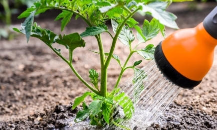 Як не нашкодити томатам та огіркам водою: поради досвідчених городників 