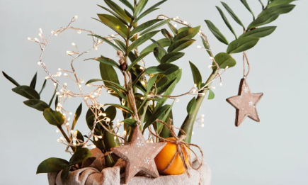 Как безопасно украсить комнатные растения к Новому году: идеи для "домашних джунглей" на праздники (ФОТО)