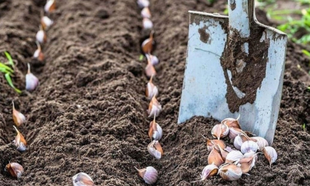 Після чого на городі ніхто не садить часник під зиму