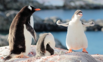 На край Земли к пингвинам и морским котикам — зачем ехать в Антарктиду