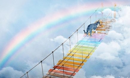 Смерть домашнього улюбленця: як пережити це горе — поради психолога