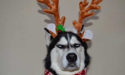 НЕжелтая собака: рождественская фотосессия угрюмого хаски Ануко стала хитом Сети (ФОТО)