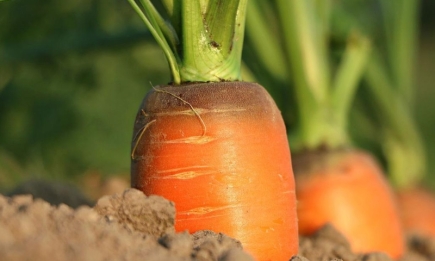 Если зеленеет морковь на грядке: что делать и нужно ли бить тревогу