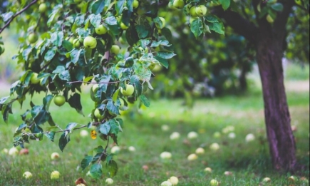 Опасность и проблемы: что будет, если оставить опавшие яблоки под деревом