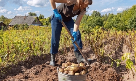 Гаряча пора для копання картоплі: сприятливі дні за місячним календарем