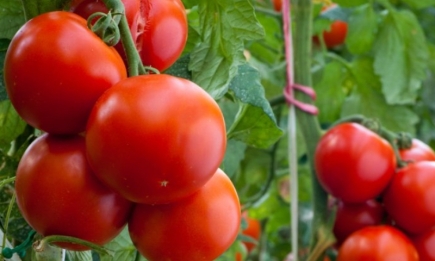 Для хорошего урожая: чем обязательно обработать томаты в начале июня