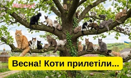 Март пришел — кошек привел: забавные шутки и приколы о "весенней моде" и коварной погоде