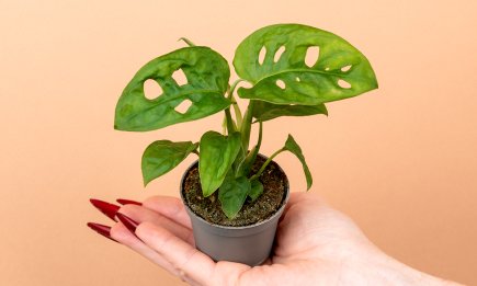 Ваша спальня в зоне риска: эти 6 вазонов "выживают" мужчин из дома