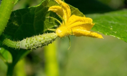 Поширена помилка: чому огірки перестали плодоносити в серпні