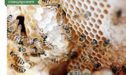 Пустые полки магазинов: почему так важно сохранить пчел?