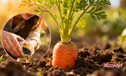 Старый трюк с семенами моркови: сделайте так и ничего не придется прорывать