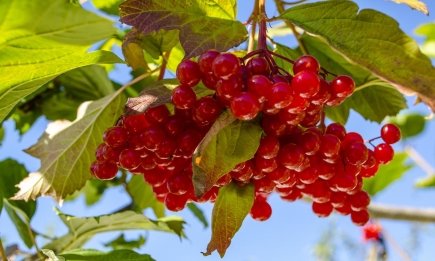"Красное золото": когда собирать калину и в чем ее нельзя заваривать