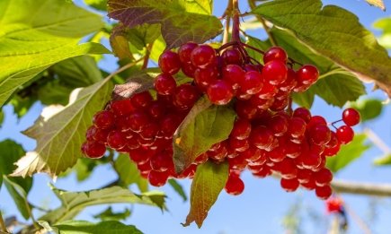 "Красное золото": когда собирать калину и в чем ее нельзя заваривать