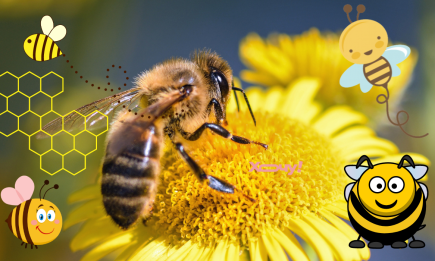 Загадка для самых сообразительных: найдите пчелку, которая не такая, как все