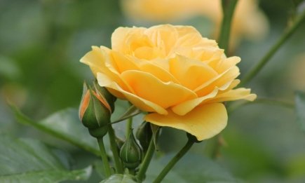 Не потеряйте любимые розы: полная инструкция по подготовке кустов к морозам, которая спасет ваш сад