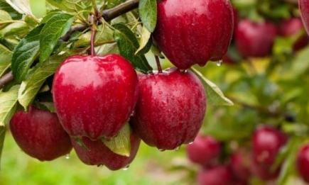 Если хотите, чтобы яблоки выросли крупные и сладкие, посадите в саду одно растение