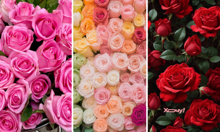 Наснилися троянди? Віщуни розтлумачили, до чого це