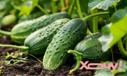Найкращі дні для висадки огірків у 2024 році за місячним календарем: врожай будете збирати відрами!