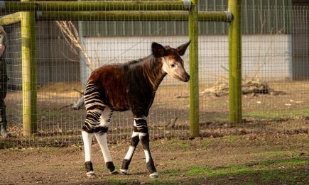В британском зоопарке впервые показали малыша окапи: редкое животное родилось еще зимой