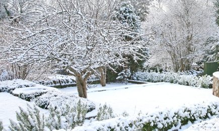 Просто зараз всипте по жмені під кожне дерево: весною сад вам подякує