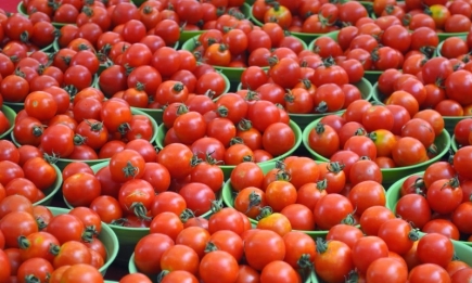 Без химии: две подкормки для томатов, которые помогут собирать урожай ведрами