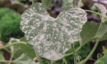 Как узнать, каких веществ не хватает растениям: шпаргалка по смене листьев
