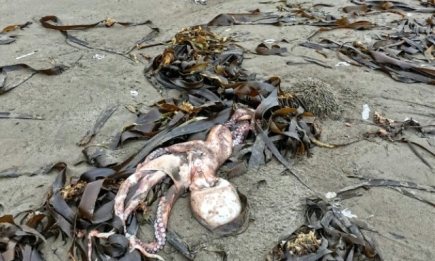 На побережье Камчатки и Курильских островов нашли сотни погибших морских животных (ФОТО+ВИДЕО)