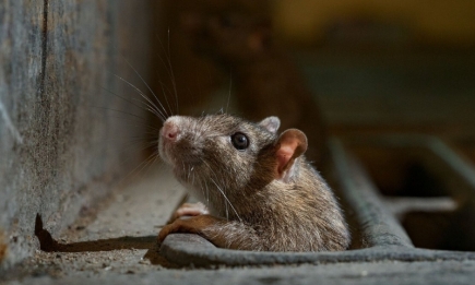 7 народних засобів, щоб не дати мишам оселитися у вашому домі