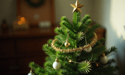 Какую елку выбрать — живую или искусственную: самые большие недостатки, о которых вы не задумывались