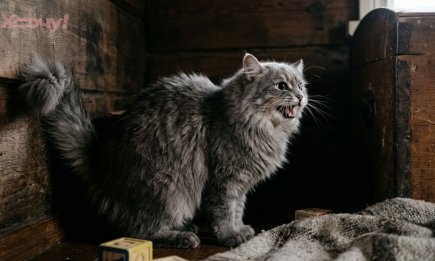 Не игнорируйте эти звуки и запахи: 8 признаков того, что в вашем жилище появилась нечистая сила