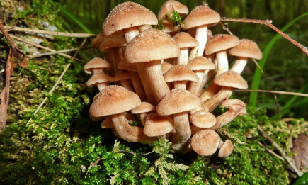 Легко наберете целую корзину: какие грибы растут в лесу в ноябре