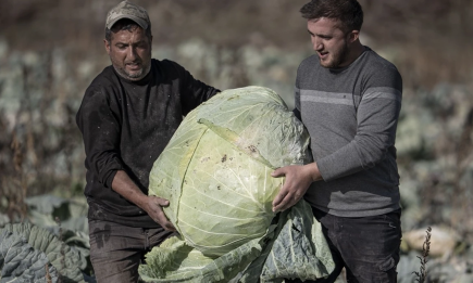 Турецкий фермер вырастил капусту весом более 50 кг: секрет — в особых семенах (ФОТО)