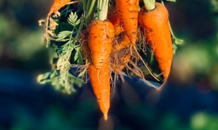 Чтобы была большая и вкусная: чем полить морковь для хорошего урожая