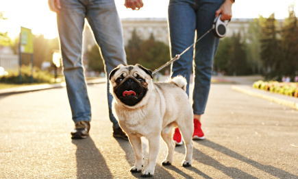 Надо всем, но не одинаково: какими должны быть прогулки с вашей собакой