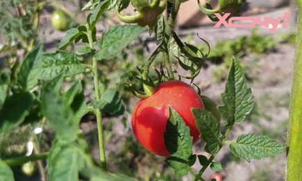 Чому на помідорах з’являються чорні плями: домашній диво-засіб від зарази
