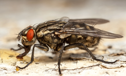Жодна муха не пролетить: 5 трав, які будуть на варті вашого спокою