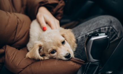 Путешествие без сюрпризов: как избежать укачивания собаки в машине