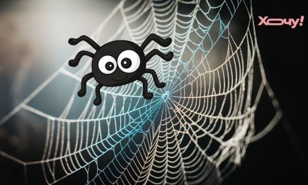 Холод наступає, павуки йдуть до вас: як захистити дім за допомогою дешевих народних засобів